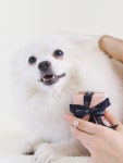 디에르92