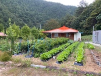 왕피천힐링팜
