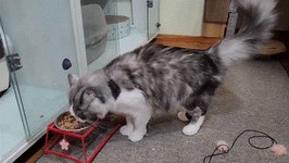 펫조이 별내 애견호텔 애견유치원