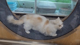 펫조이 별내 애견호텔 애견유치원