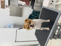 퍼피앤캣