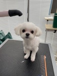 퍼피앤캣
