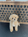 퍼피앤캣