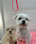 베베멍
