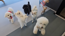 주주개린이집 소형견반