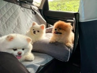 두리펫택시