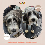 이바우펫애견미용학원 부천아카데미