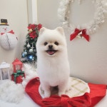 율무네 강아지 미용실