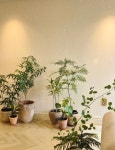 플랜티스트
