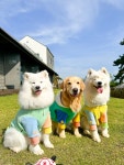 멍집
