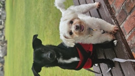 여주이천펫시터간단멍료