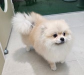 엘레멍스