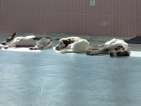 반려견토탈케어서비스 휴안