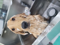 반려견토탈케어서비스 휴안