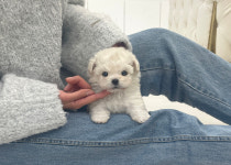 부산애견호텔 강아지유치원 펫퍼센트 코모네하우스