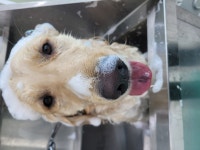 반려견토탈케어서비스 휴안