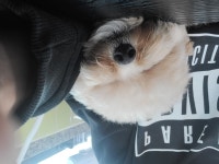 반려견토탈케어서비스 휴안