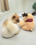 꼬몽스 강아지미용실