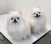 엘레멍스