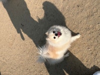 카페또또 애견유치원 & 애견카페 & 애견미용,애견호텔