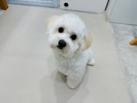 솜솜 애견미용