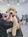 종로애견미용학원 이바우펫