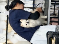 종로애견미용학원 이바우펫