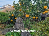애월다래네
