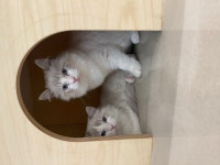 못말리는고양이