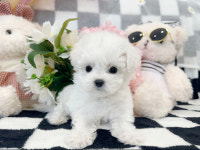 가온펫 안심분양센터