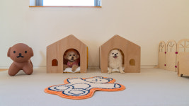 독채애견스테이