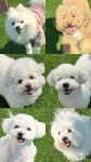 플레이독 애견유치원&호텔