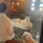 컴페니언바이경포