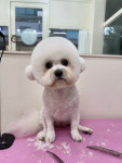 빵지펫살롱
