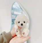 퍼피캣 강아지 고양이 대구경산점