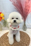 아리스타펫 살롱
