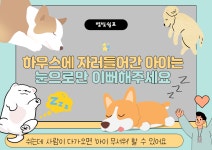 별빛쉼표 애견카페 & 애견유치원 & 애견호텔