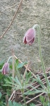 축령산코지인