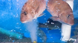 부평 회뜨는수산