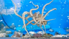 부평 회뜨는수산