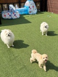 꼬순내 멍치원 애견유치원