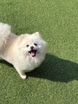꼬순내 멍치원 애견유치원