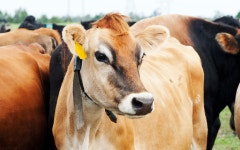 삼수령무무목장