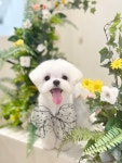 우아댕댕