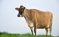 삼수령무무목장