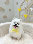 우아댕댕