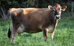 삼수령무무목장