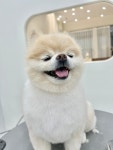 우아댕댕