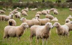 삼수령무무목장