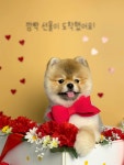 핫도그몽실